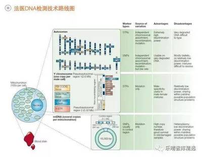 法醫(yī)DNA檢測行業(yè) 百億藍海市場蓄勢待發(fā)，技術(shù)創(chuàng)新驅(qū)動未來